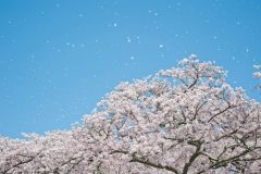 01DSC_7774