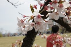 IMG-181